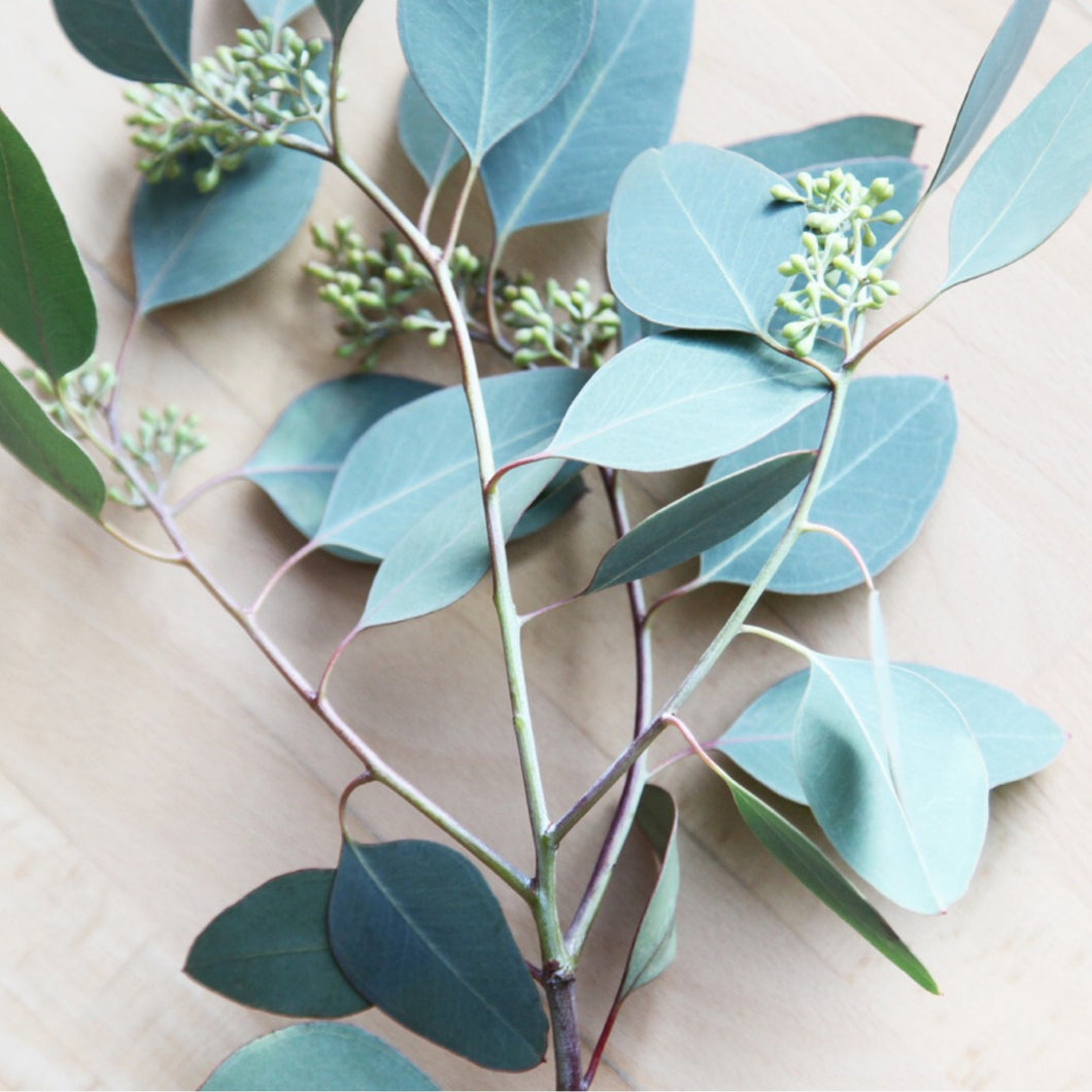 Eucalyptus Mint